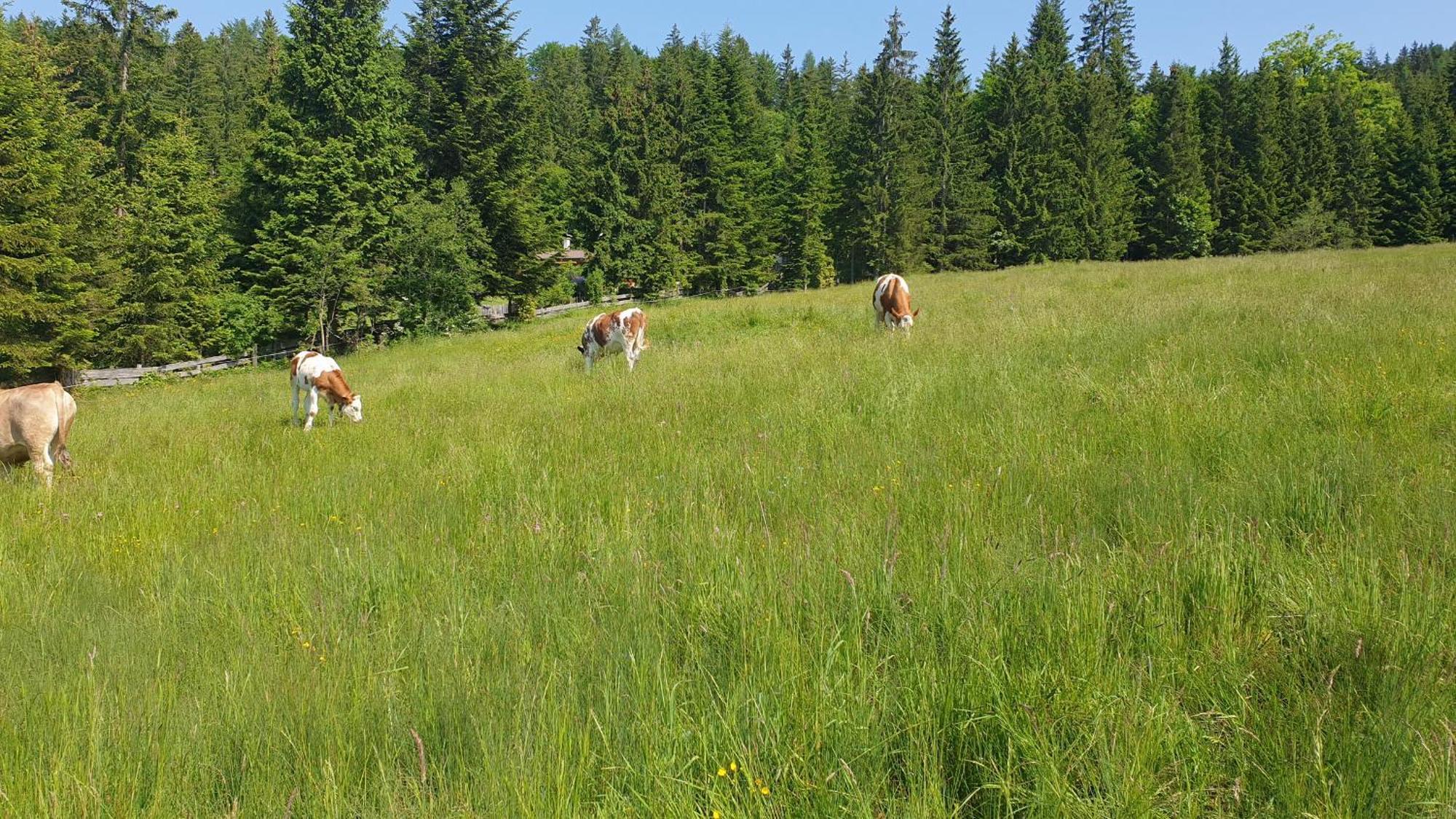 Ferienwohnung Haus Alpenblick Obertraun Exterior foto